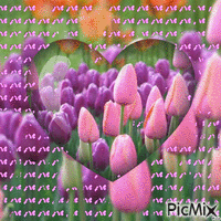 Tulpen en  Vlinders - GIF animé gratuit