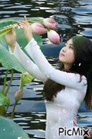 Hoa sen - GIF animado grátis