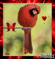 Cardinal анимиран GIF