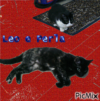 Leo e Perla - GIF animate gratis
