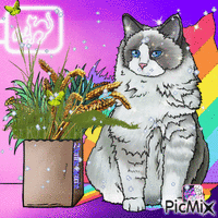 mon chat vous  souhaite une belle soirée - GIF animate gratis