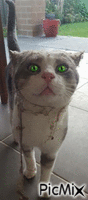 gatito asustado - Gratis geanimeerde GIF