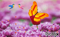 butterfly - GIF animasi gratis