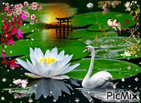 Water lily - Безплатен анимиран GIF
