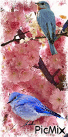 cherry blossom birds - Besplatni animirani GIF