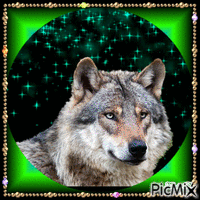 Wolf GIF animé