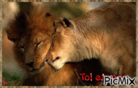 lion lionne - GIF animasi gratis