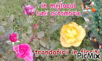 mireazma frandafirilor - Ingyenes animált GIF
