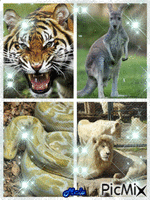 Zoo vrt - Ilmainen animoitu GIF