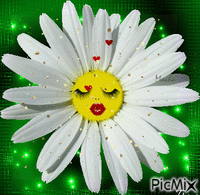 floare - Ingyenes animált GIF