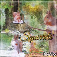 Squirrels' Enchanted Forest~ - GIF animé gratuit