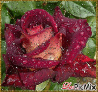 rosa redd Gif Animado