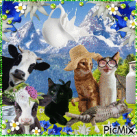Summer Cats - Free animated GIF