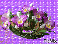 красиво цвете - Darmowy animowany GIF