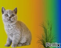 CAT - GIF animé gratuit