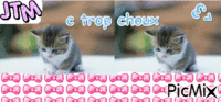 chatons - GIF animate gratis