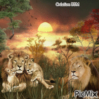 Lions par BBM GIF animé