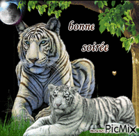 bonne soirée tigre animēts GIF
