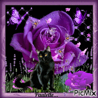 rose violette - Besplatni animirani GIF