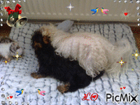 puppy love - Free animated GIF