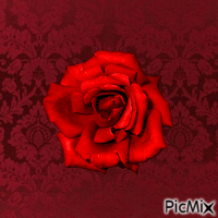 Rose rouge - Бесплатный анимированный гифка