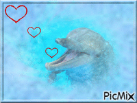 amour de dauphin - Nemokamas animacinis gif