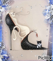 cat in a shoe - Free animated GIF