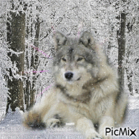 loup grisloup sous la neige - GIF animado grátis