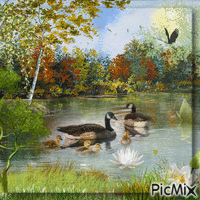 Ducks on the Lake - Бесплатни анимирани ГИФ