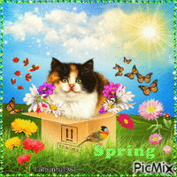 SPRING KITTEN IN BOX! - GIF animé gratuit