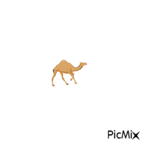 Camel,هايف الكويت - Gratis geanimeerde GIF