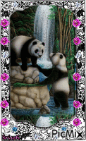 Panda love GIF animé