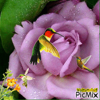Os beija flores - Besplatni animirani GIF
