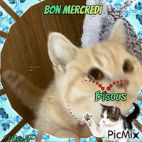 bon mercredi - Free animated GIF