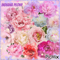 Indiana Peony/Pfingsrose