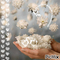 crezanteme - Ingyenes animált GIF