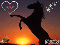 Amour de cheval - GIF animasi gratis