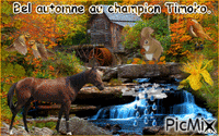 Le champion Timoko. animēts GIF