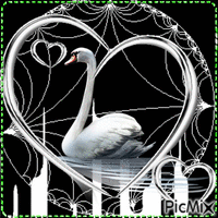 swan animasyonlu GIF