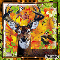 LE CERF - BUSTE - Free animated GIF