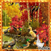 canards en automne