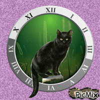 Čierna mačka GIF animé