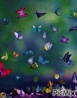 Mariposas animált GIF