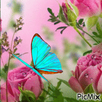 motýl animuotas GIF