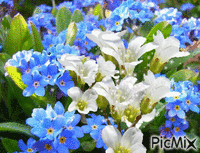 цветы без повода - 無料のアニメーション GIF