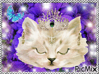 kočičí princezna animált GIF