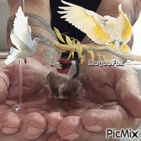 birds - Gratis animeret GIF