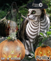 Halloween cat - GIF animate gratis