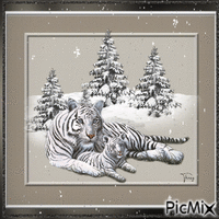Tigers and winter