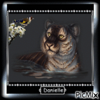 cadre tigre Animated GIF